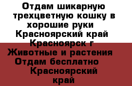 Отдам шикарную трехцветную кошку в хорошие руки - Красноярский край, Красноярск г. Животные и растения » Отдам бесплатно   . Красноярский край
